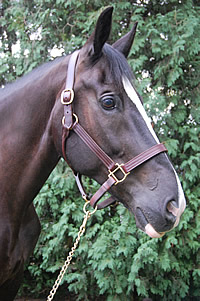 Arlen